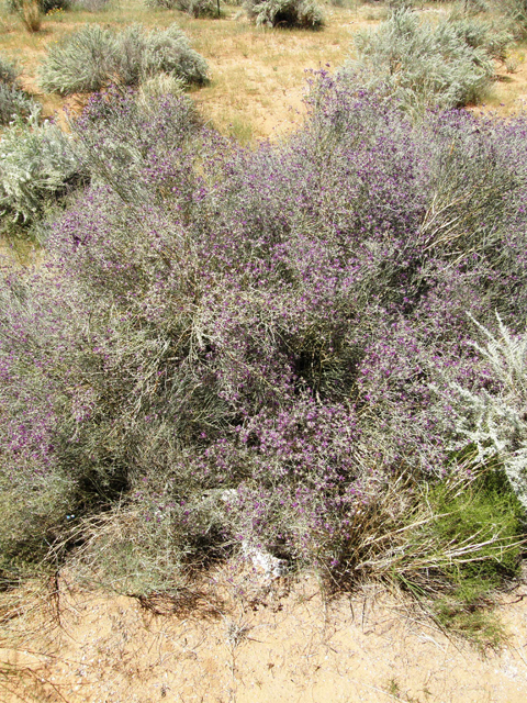 Psorothamnus scoparius (Broom dalea) #79295