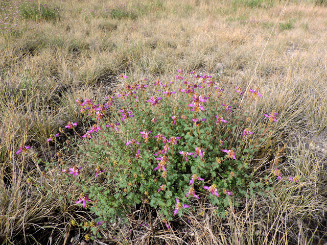 Dalea frutescens (Black dalea) #79430