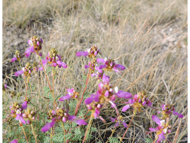 Dalea frutescens (Black dalea) #79431