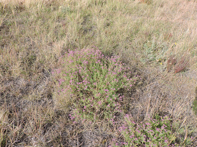 Dalea frutescens (Black dalea) #79441