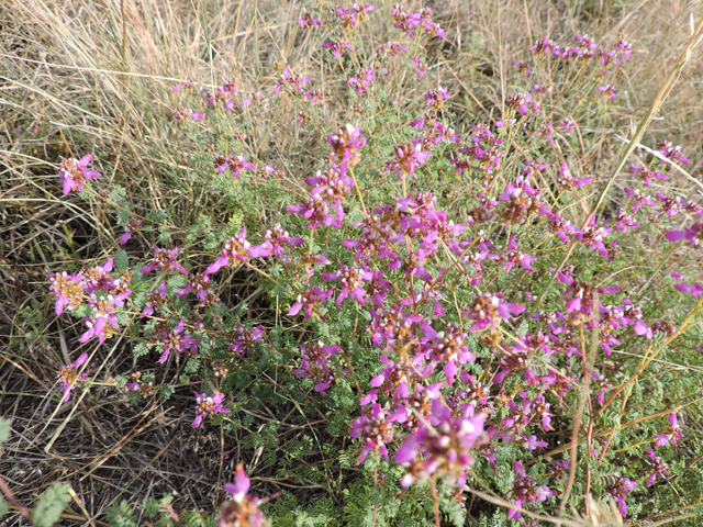 Dalea frutescens (Black dalea) #79443