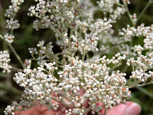 Eriogonum annuum (Annual buckwheat) #79486