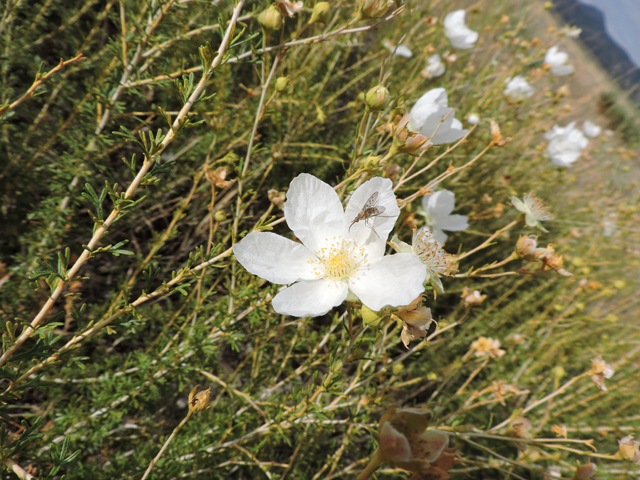 Fallugia paradoxa (Apache plume) #79489