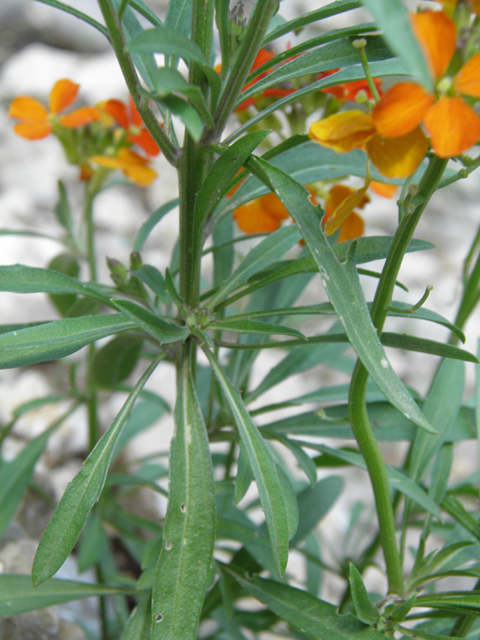 Erysimum capitatum (Sand-dune wallflower) #79524