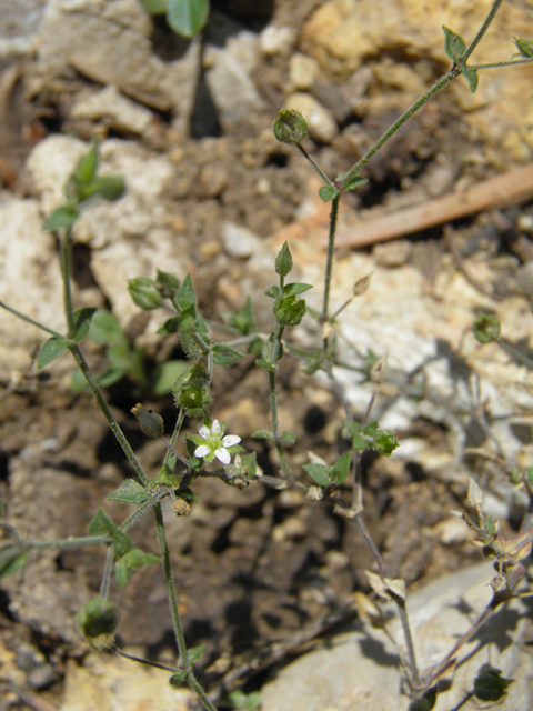 Arenaria lanuginosa ssp. saxosa (Spreading sandwort) #79540