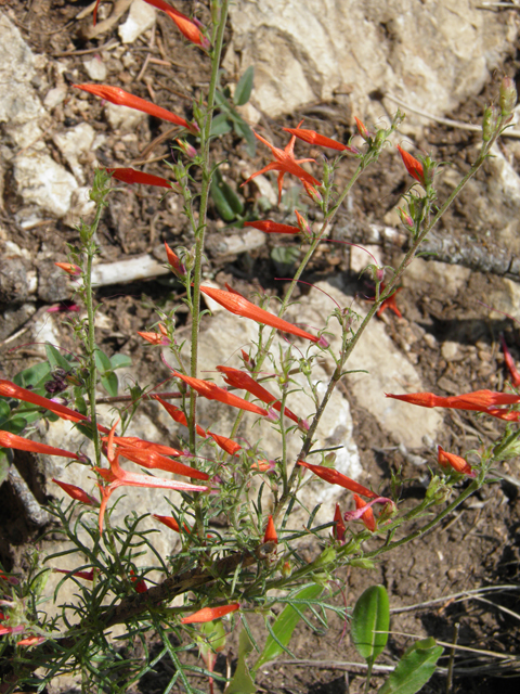 Ipomopsis aggregata (Scarlet gilia) #79565