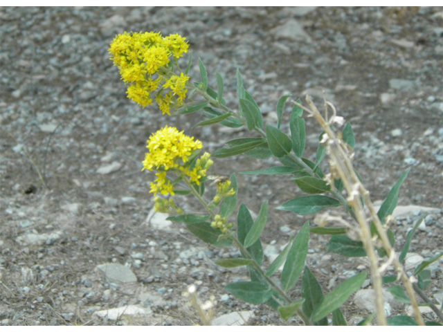 Solidago wrightii (Wright's goldenrod) #79603