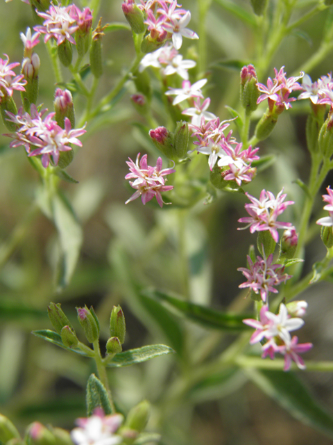 Stevia serrata (Sawtooth candyleaf) #79604