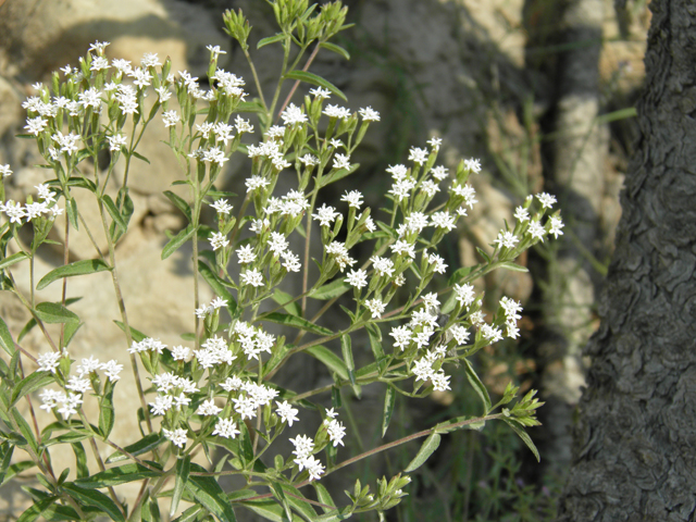 Stevia serrata (Sawtooth candyleaf) #79605