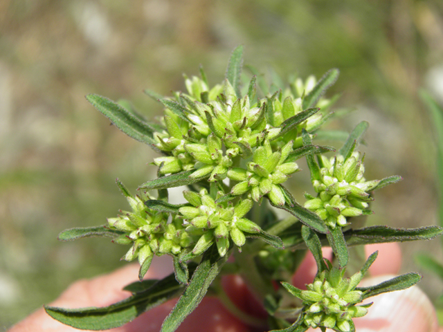 Stevia serrata (Sawtooth candyleaf) #79606