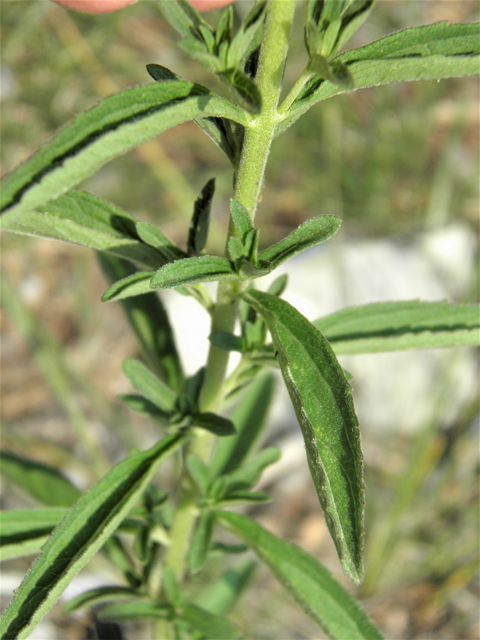 Stevia serrata (Sawtooth candyleaf) #79607