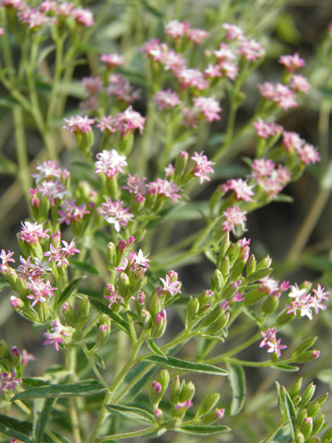 Stevia serrata (Sawtooth candyleaf) #79608