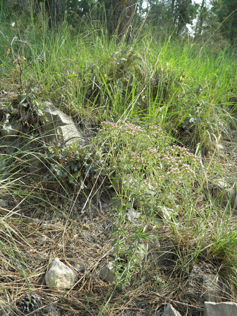 Stevia serrata (Sawtooth candyleaf) #79609