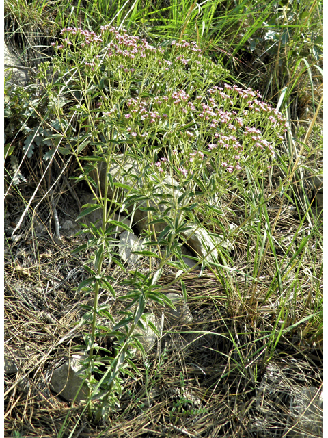 Stevia serrata (Sawtooth candyleaf) #79610