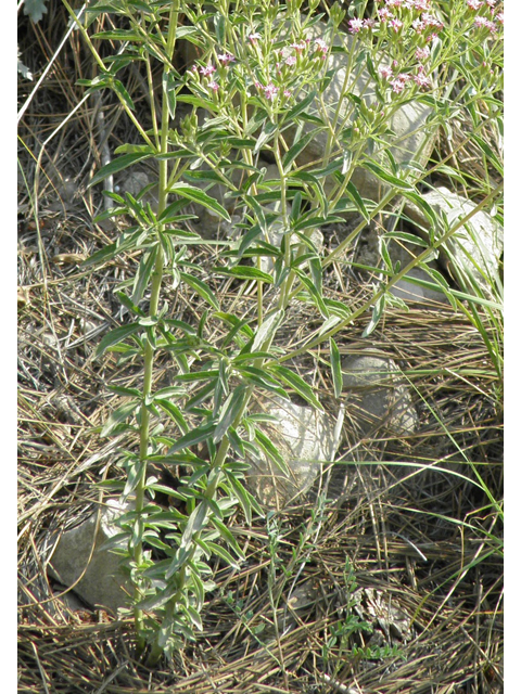 Stevia serrata (Sawtooth candyleaf) #79611