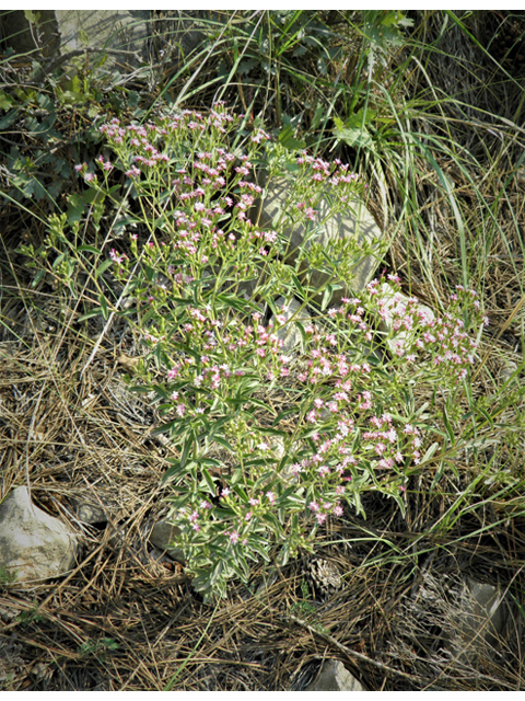 Stevia serrata (Sawtooth candyleaf) #79612