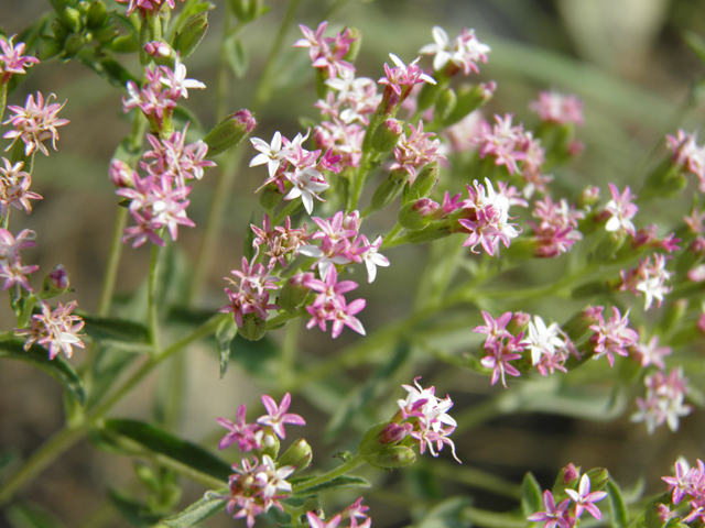 Stevia serrata (Sawtooth candyleaf) #79613