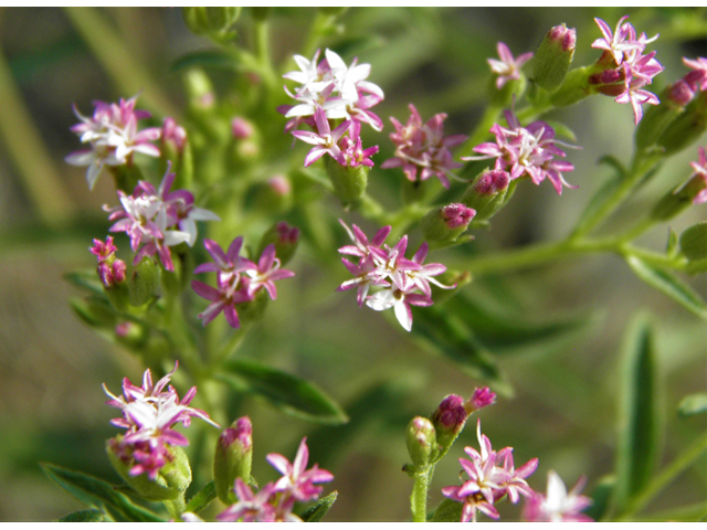 Stevia serrata (Sawtooth candyleaf) #79614