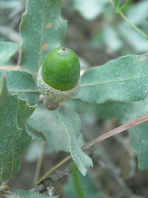 Quercus pungens (Pungent oak) #79654