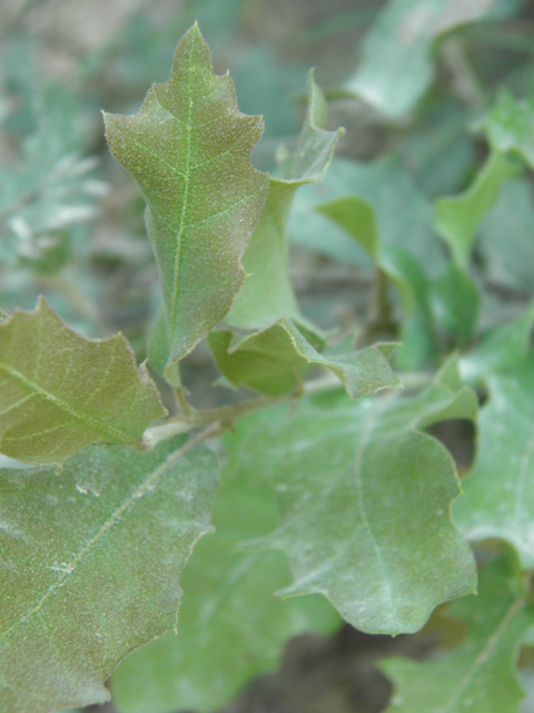 Quercus pungens (Pungent oak) #79659