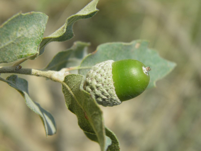 Quercus pungens (Pungent oak) #79661