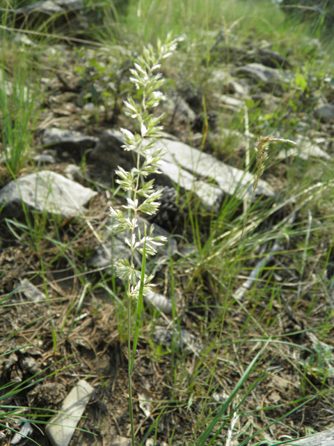 Poa fendleriana (Muttongrass) #79701