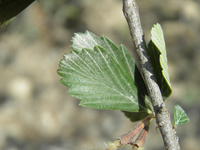 Cercocarpus montanus var. montanus (Alderleaf mountain mahogany) #79708