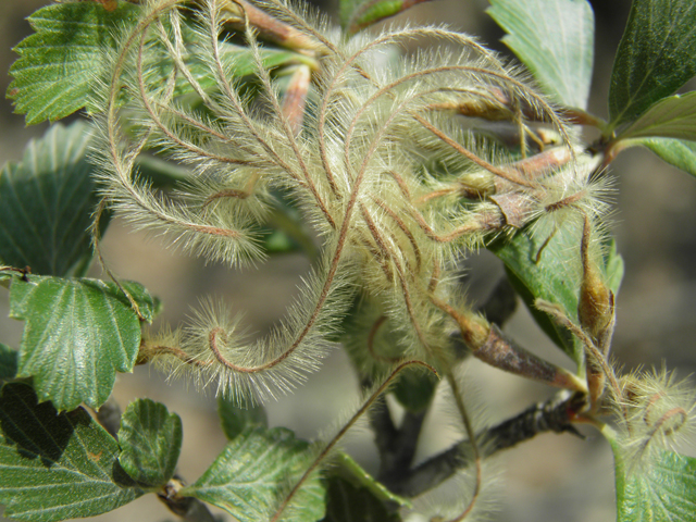 Cercocarpus montanus var. montanus (Alderleaf mountain mahogany) #79709