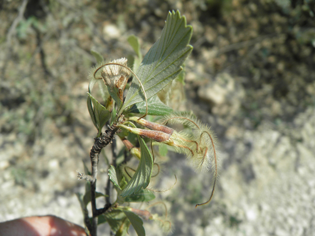 Cercocarpus montanus var. montanus (Alderleaf mountain mahogany) #79710