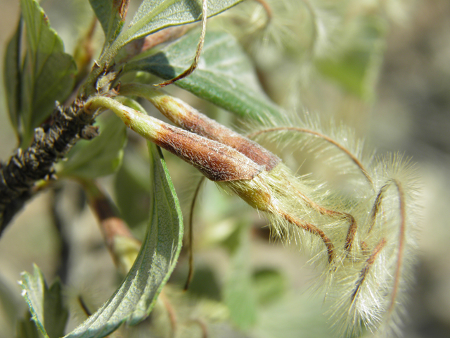 Cercocarpus montanus var. montanus (Alderleaf mountain mahogany) #79711