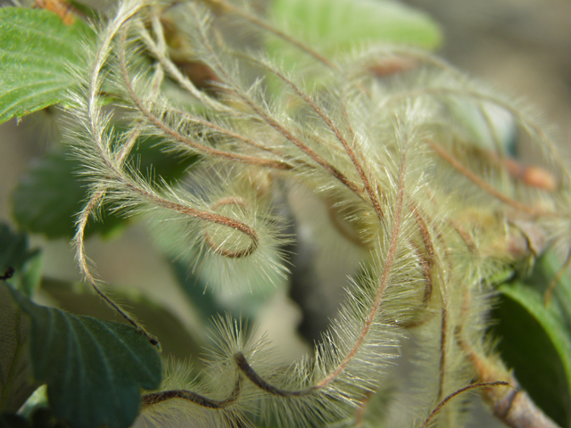 Cercocarpus montanus var. montanus (Alderleaf mountain mahogany) #79712