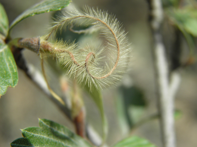 Cercocarpus montanus var. montanus (Alderleaf mountain mahogany) #79713