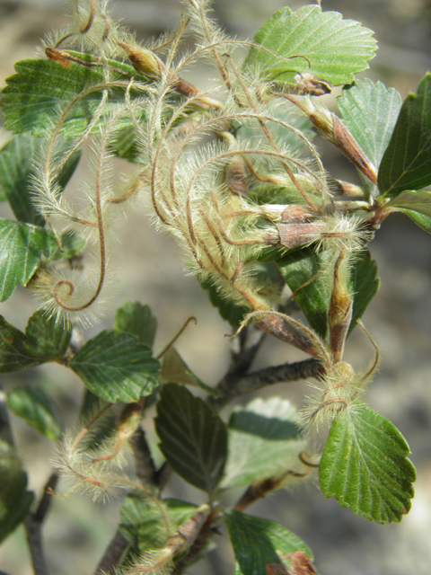 Cercocarpus montanus var. montanus (Alderleaf mountain mahogany) #79714