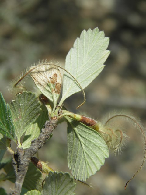 Cercocarpus montanus var. montanus (Alderleaf mountain mahogany) #79715