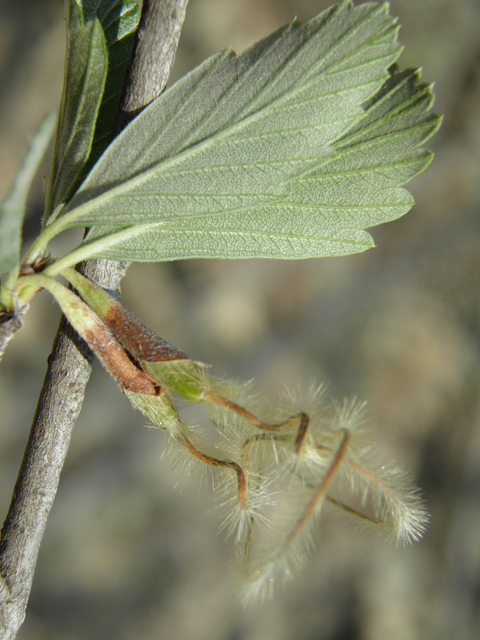 Cercocarpus montanus var. montanus (Alderleaf mountain mahogany) #79716