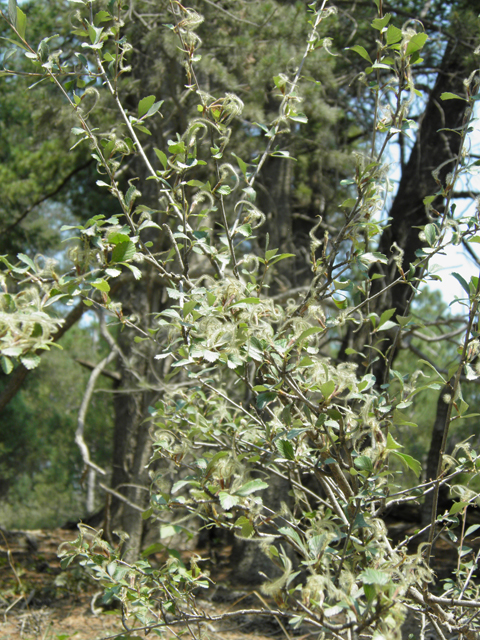 Cercocarpus montanus var. montanus (Alderleaf mountain mahogany) #79717