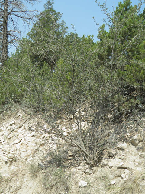 Cercocarpus montanus var. montanus (Alderleaf mountain mahogany) #79718