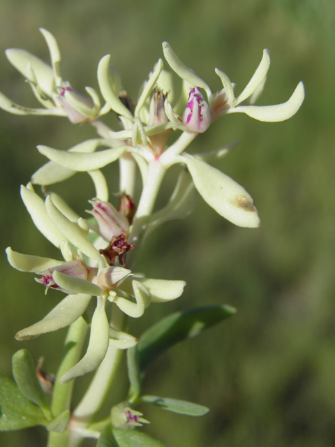 Sesuvium verrucosum (Verrucose seapurslane) #79720