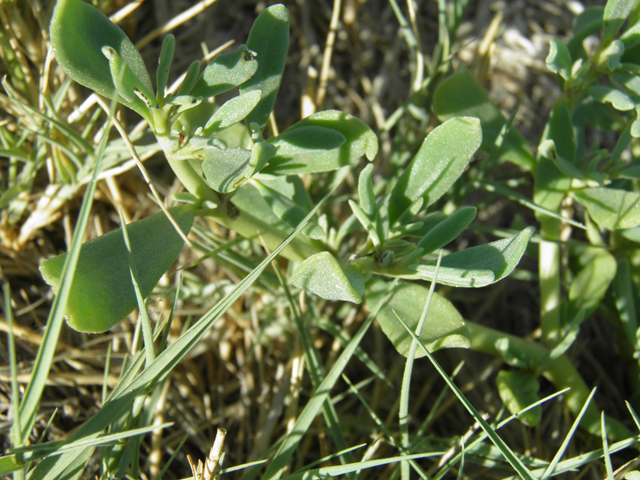 Sesuvium verrucosum (Verrucose seapurslane) #79721