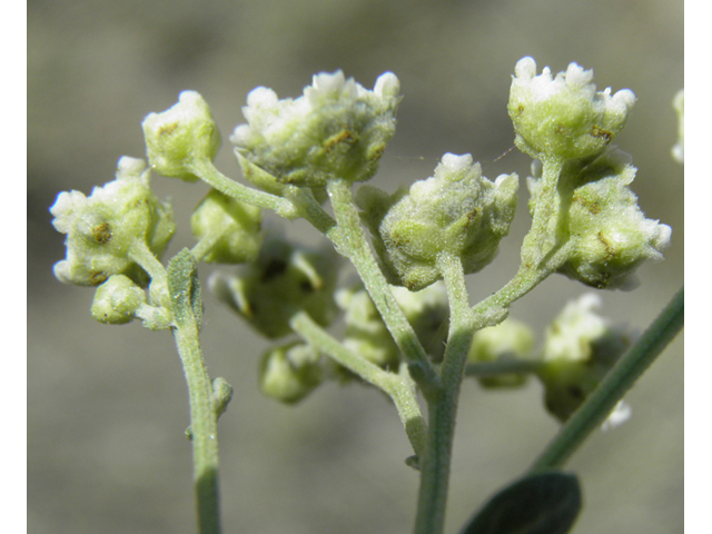 Parthenium confertum (Gray's feverfew) #79899