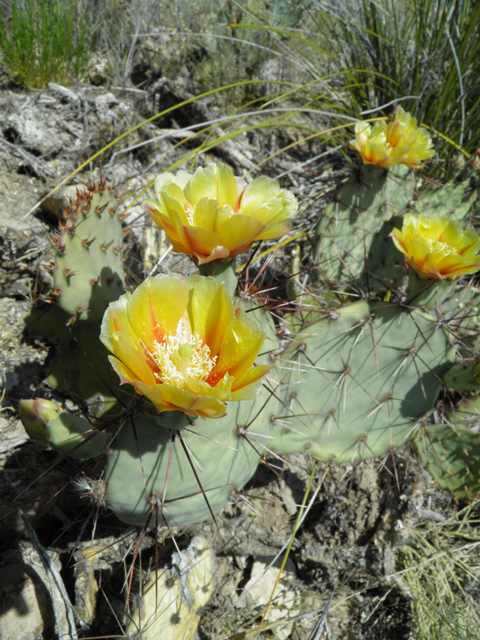 Opuntia phaeacantha (Tulip prickly pear) #79939