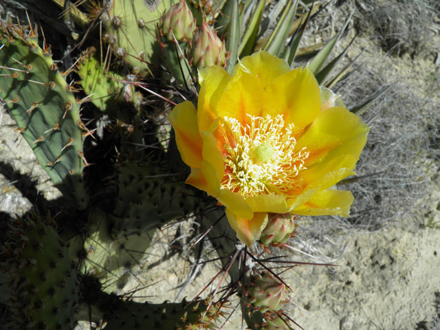 Opuntia phaeacantha (Tulip prickly pear) #79943