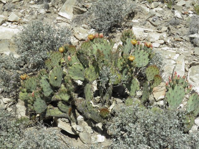 Opuntia phaeacantha (Tulip prickly pear) #79945