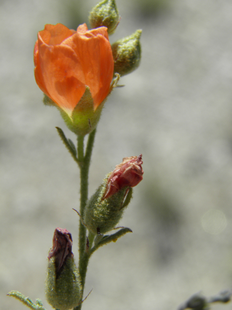 Sphaeralcea digitata (Juniper globemallow) #79998