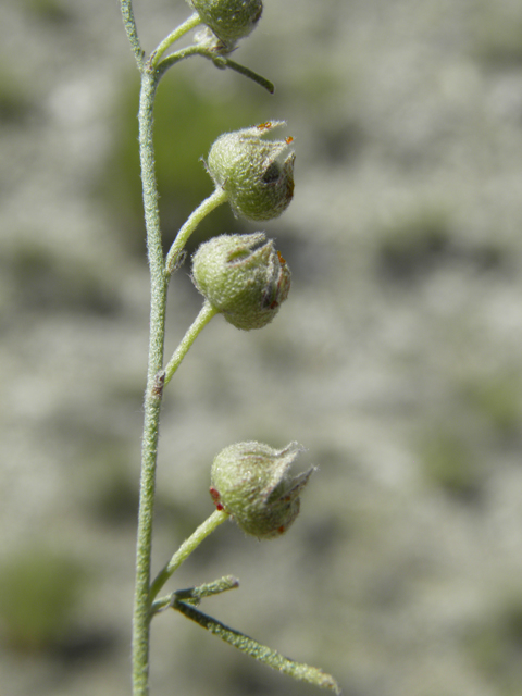 Sphaeralcea digitata (Juniper globemallow) #79999