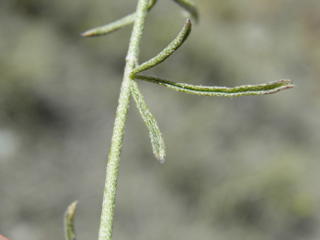 Sphaeralcea digitata (Juniper globemallow) #80000