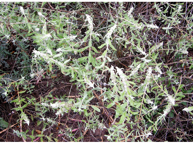 Buddleja scordioides (Escobilla butterflybush) #80127