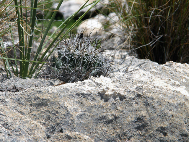 Coryphantha ramillosa (Whiskerbrush) #80133