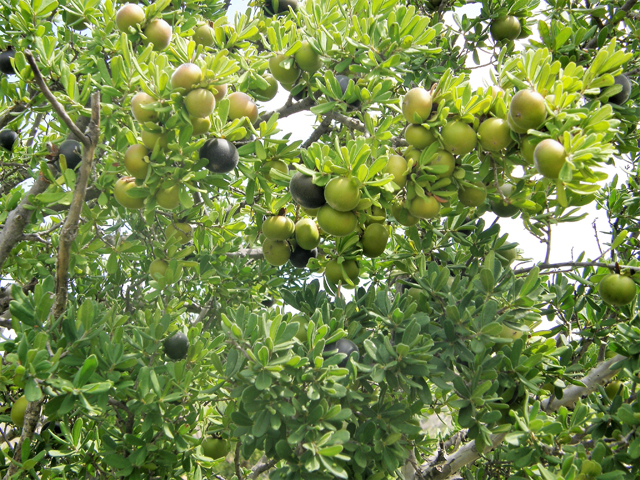 Diospyros texana (Texas persimmon) #80151