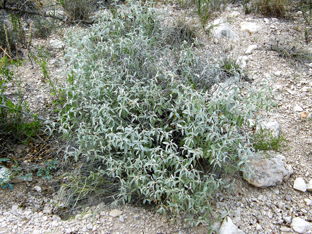 Croton dioicus (Grassland croton) #80158